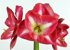 hippeastrum Monte Carlo (1)